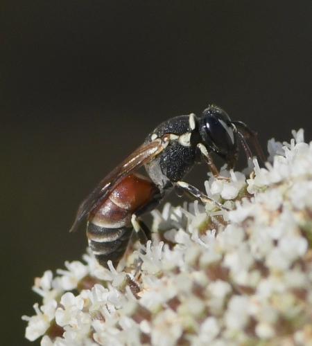 Réf. 236 487 : Hylaeus sp.